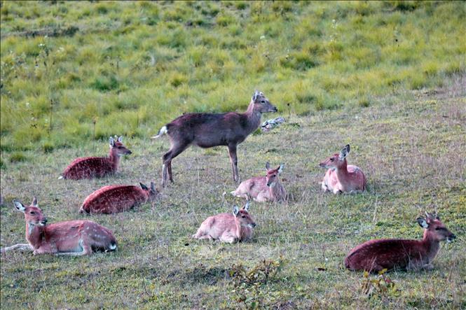 Photo: The Kon Ka Kinh National Park has a relatively intact and rich ecosystem. VNA Photo: Hồng Điệp