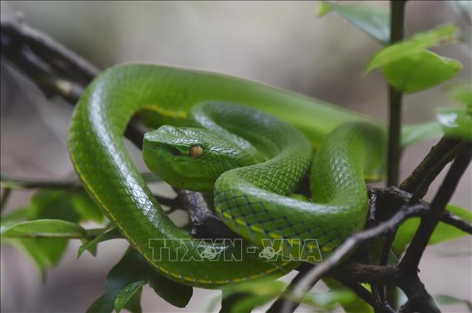 Photo: Trimeresurus - a genus of venomous vipers - is found in Kon Ka Kinh National Park. 