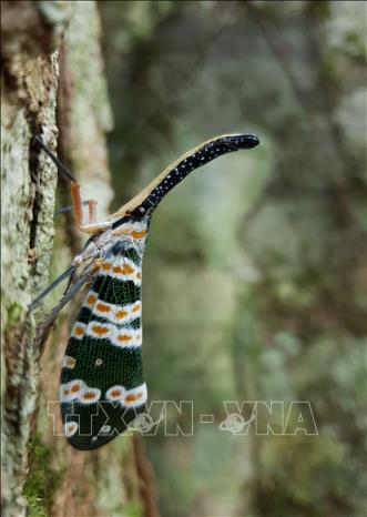 Photo: Cosmopolites sord, commonly known as banana weevil - is found in Kon Ka Kinh National Park.