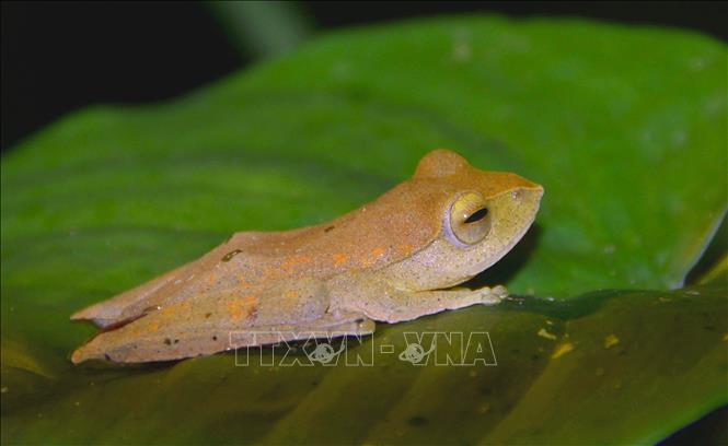 Photo: Rhacophorus robertingeri - a species of frogs - is found in Kon Ka Kinh National Park. 