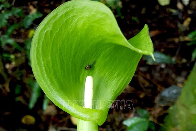 Photo: The Kon Ka Kinh National Park has a relatively intact and rich ecosystem.