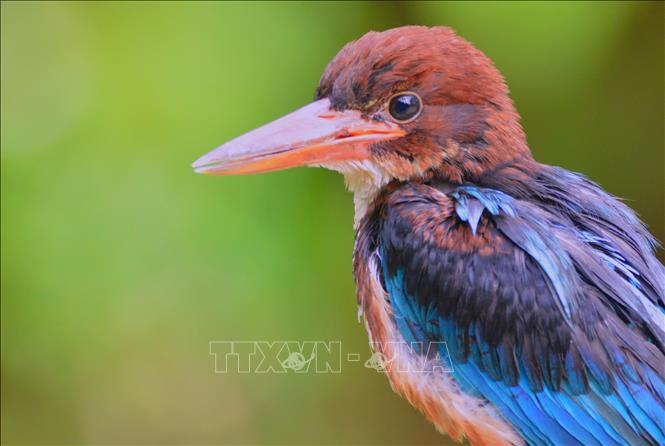 Photo: White-throated kingfisher (Halcyon smyrnensis) is found in the Kon Ka Kinh National Park.