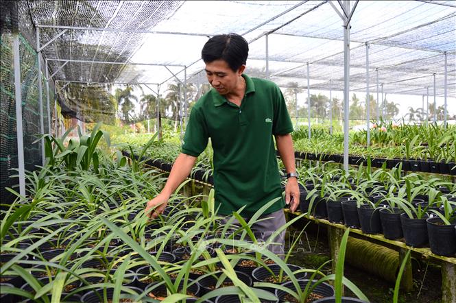 Trong ảnh: Anh Nguyễn Đức Thọ chăm sóc lan huệ. Ảnh: Nhựt An - TTXVN