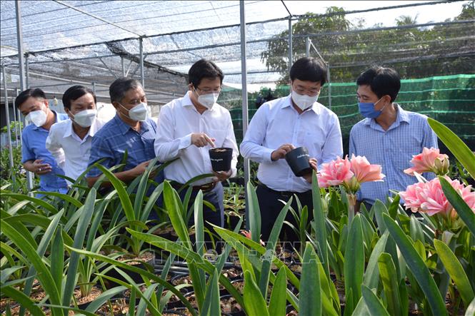 Trong ảnh: Bí thư Tỉnh ủy Đồng Tháp Lê Quốc Phong (thứ 2, từ bên phải sang) thăm mô hình trồng lan huệ của anh Nguyễn Đức Thọ. Ảnh: Nhựt An - TTXVN