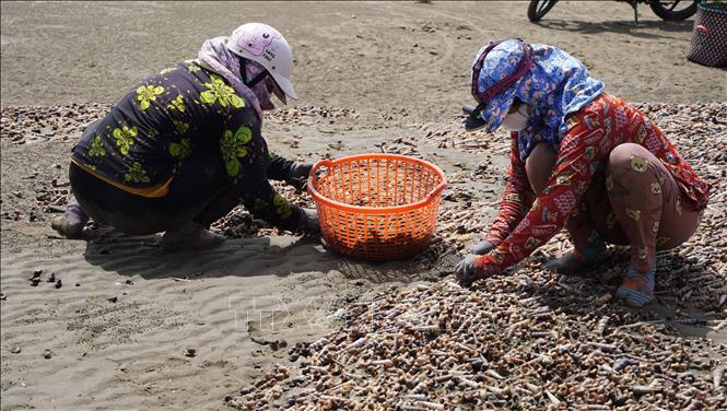 Trong ảnh: Người dân thu hoạch ốc viết trôi dạt vào bờ. Ảnh: Huỳnh Phúc Hậu - TTXVN