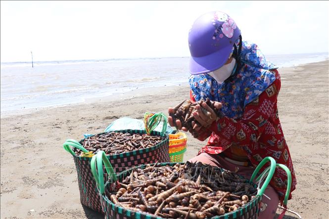 Trong ảnh: Mùa ốc viết giúp nhiều hộ dân vùng biển có thêm thu nhập. Ảnh: Huỳnh Phúc Hậu - TTXVN