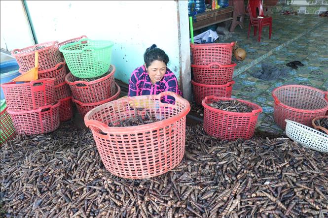 Trong ảnh: Lựa chọn ốc viết để bán cho thương lái. Ảnh: Huỳnh Phúc Hậu - TTXVN