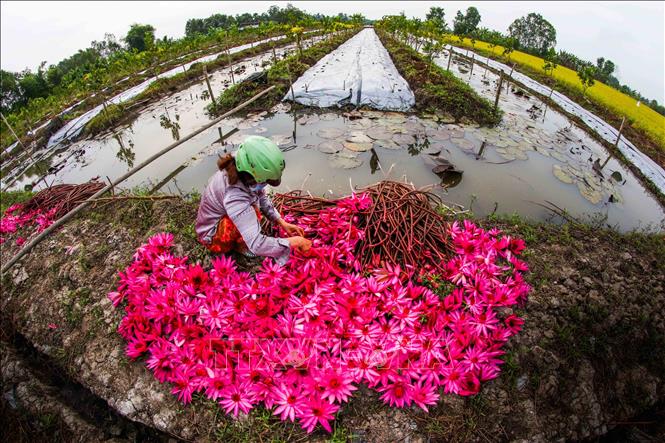  Trong ảnh: Thu hoạch hoa súng trồng xen canh dưới mương liếp vườn cây ăn trái. Ảnh: Duy Khương - TTXVN