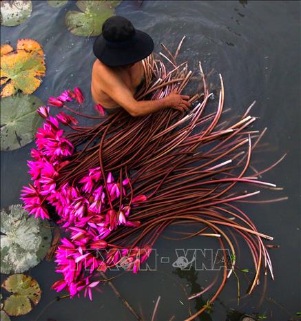 Trong ảnh: Thu hoạch hoa súng. Ảnh: Duy Khương - TTXVN
