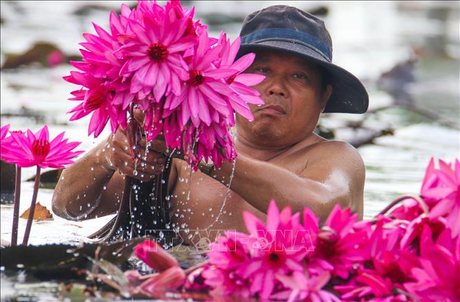  Trong ảnh: Thu hoạch hoa súng. Ảnh: Duy Khương - TTXVN