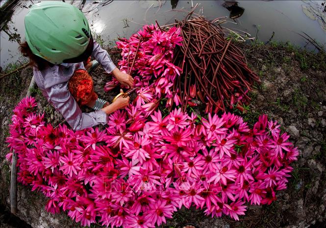 Trong ảnh: Thu hoạch hoa súng. Ảnh: Duy Khương - TTXVN