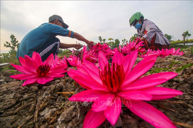 Trong ảnh: Thu hoạch hoa súng. Ảnh: Duy Khương - TTXVN