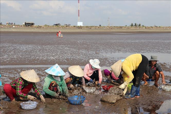 Trong ảnh: Lao động cào nghêu tại Tiền Giang. Ảnh: Hữu Chí - TTXVN