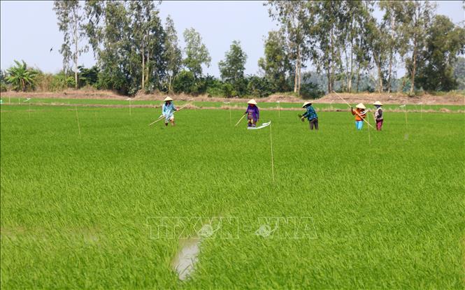 Photo: Farmers in Tan Hiep A commune, Tan Hiep district, cultivate the 2021-2022 winter-spring crop. VNA Photo: Lê Huy Hải