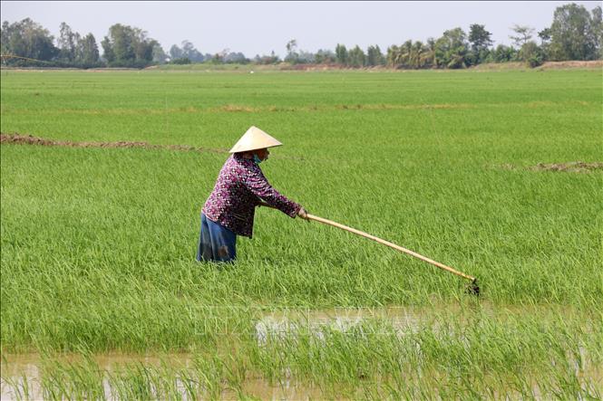 Photo: Farmers in Tan Hiep A commune, Tan Hiep district, cultivate the 2021-2022 winter-spring crop. VNA Photo: Lê Huy Hải