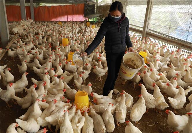 Trong ảnh: Trang trại chăn nuôi của hộ nông dân Nguyễn Xuân Hiên ở thôn Ngoại, xã Phú Kim, huyện Thạch Thất, mỗi tháng cho thu nhập hơn 50 triệu đồng từ nuôi gà đẻ trứng. Ảnh: Vũ Sinh - TTXVN