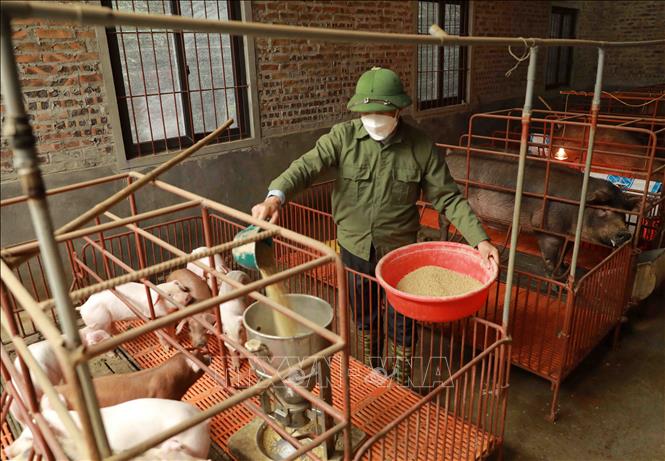 Trong ảnh: Hộ chăn nuôi lợn Khuất Văn Vinh ở xã Yên Trung luôn duy trì ổn định đàn vật nuôi, mỗi năm cung cấp cho thị trường khoảng 20 tấn thịt. Ảnh: Vũ Sinh - TTXVN