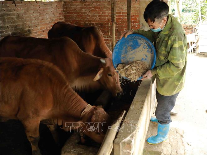 Trong ảnh: Hộ nông dân Kiều Văn Thắng ở thôn 1, xã Tiến Xuân, huyện Thạch Thất chuyển đổi diện tích cây trồng kém hiệu quả sang nuôi bò thương phẩm cho giá trị kinh tế cao. Ảnh: Vũ Sinh - TTXVN