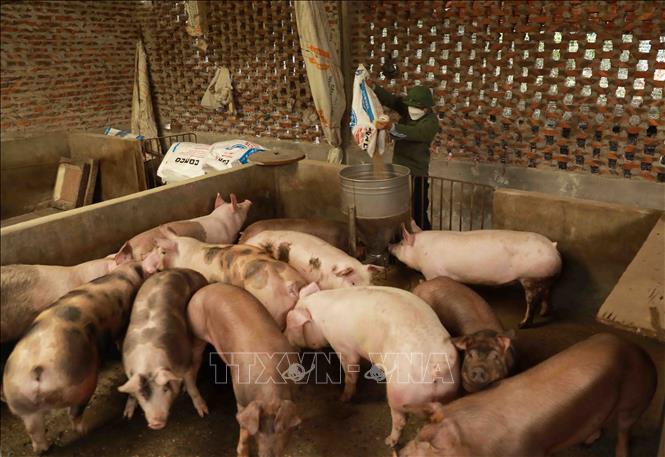 Trong ảnh: Hộ chăn nuôi lợn Khuất Văn Vinh ở xã Yên Trung, huyện Thạch Thất luôn duy trì ổn định đàn vật nuôi, mỗi năm cung cấp cho thị trường khoảng 20 tấn thịt. Ảnh: Vũ Sinh - TTXVN
