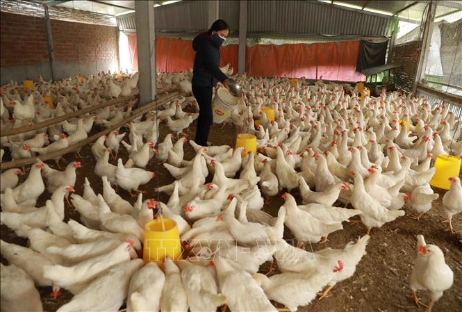 Trong ảnh: Trang trại chăn nuôi của hộ nông dân Nguyễn Xuân Hiên ở thôn Ngoại, xã Phú Kim, huyện Thạch Thất, mỗi tháng cho nthu nhập hơn 50 triệu đồng từ nuôi gà đẻ trứng. Ảnh: Vũ Sinh - TTXVN