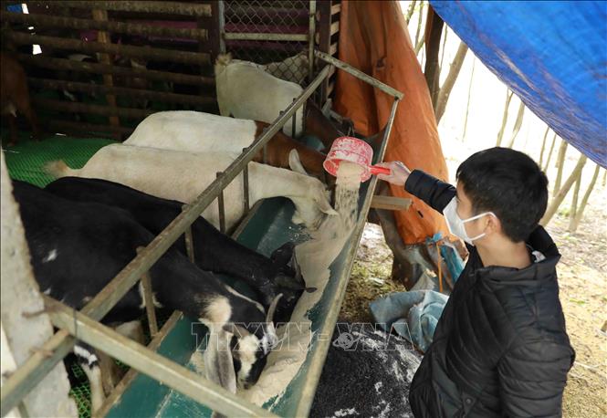 Trong ảnh: Hộ nông dân Kiều Văn Thắng ở thôn 1, xã Tiến Xuân, huyện Thạch Thất chuyển đổi diện tích cây trồng kém hiệu quả sang nuôi dê thương phẩm cho giá trị kinh tế cao. Ảnh: Vũ Sinh - TTXVN
