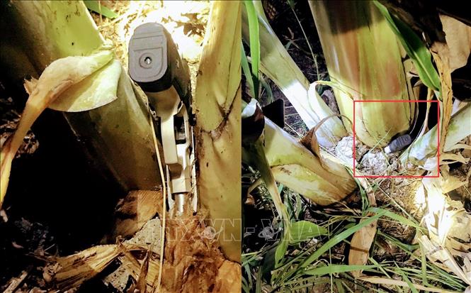 Khẩu súng được Sơn cất giấu tại một bụi chuối trên đường Trương Vĩnh Nguyên, phường Thường Thạnh, quận Cái Răng sau khi gây án. Ảnh: TTXVN phát