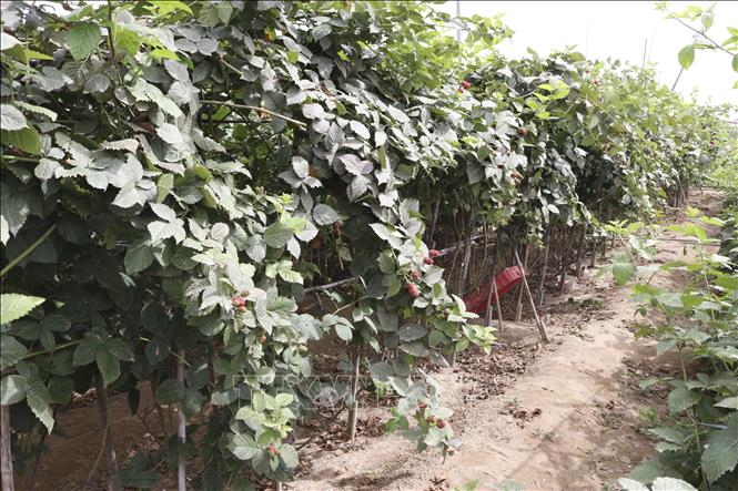 Trong ảnh: Cây phúc bồn tử đen sinh trưởng và phát triển tốt tại “xứ nắng” Ninh Thuận. Ảnh: Nguyễn Thành – TTXVN