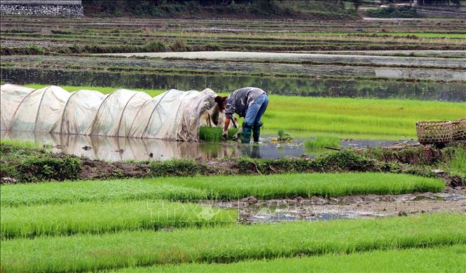 Trong ảnh: Người dân xã Sơn Nam đang thực hiện gieo cấy lúa xuân năm 2022. Ảnh: Vũ Quang – TTXVN
