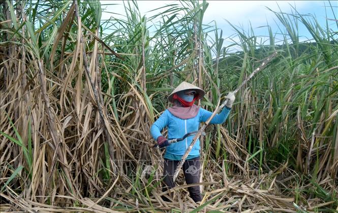 Trong ảnh: Nông dân trồng mía ở vùng mía Ninh Hòa tất bật vào vụ thu hoạch. Ảnh: Phan Sáu - TTXVN
