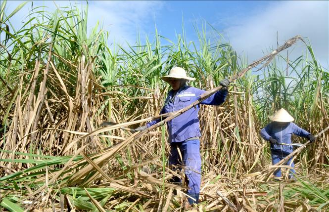 Trong ảnh: Nông dân trồng mía ở vùng mía Ninh Hòa tất bật vào vụ thu hoạch. Ảnh: Phan Sáu - TTXVN
