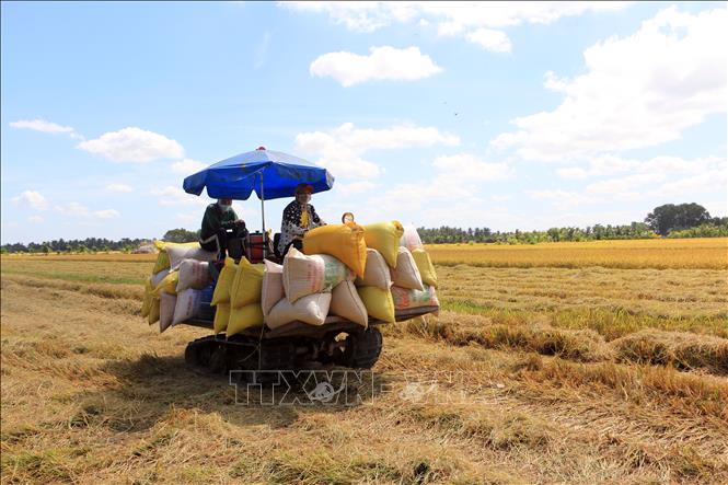 Trong ảnh: Thu hoạch lúa Đông Xuân tại xã Hậu Lộc, huyện Tam Bình, tỉnh Vĩnh Long. Ảnh: Phạm Minh Tuấn-TTXVN.
