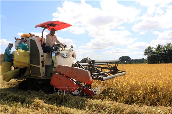 Trong ảnh: Thu hoạch lúa Đông Xuân tại xã Hậu Lộc, huyện Tam Bình, tỉnh Vĩnh Long. Ảnh: Phạm Minh Tuấn-TTXVN.