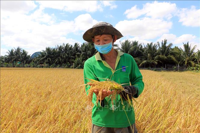 Trong ảnh: Nông dân Phan Văn Hùng ở xã Hậu Lộc, huyện Tam Bình, tỉnh Vĩnh Long phấn khởi khi vụ lúa trúng mùa. Ảnh: Phạm Minh Tuấn-TTXVN.