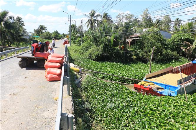 Trong ảnh: Lúa được tập kết để bán cho thương lái sau khi thu hoạch. Ảnh: Phạm Minh Tuấn-TTXVN.