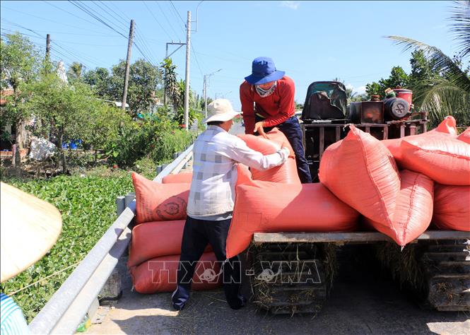 Trong ảnh: Lúa được tập kết để bán cho thương lái sau khi thu hoạch. Ảnh: Phạm Minh Tuấn-TTXVN.