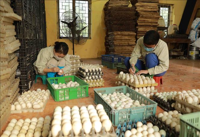 Lựa chọn trứng đảm bảo đủ điều kiện để đưa vào máy ấp. Ảnh: Vũ Sinh - TTXVN