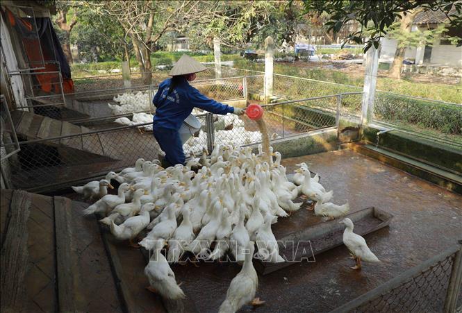 Chăm sóc đàn gia cầm sau khi đã hoàn tất công đoạn vệ sinh chuồng trại. Ảnh: Vũ Sinh - TTXVN
