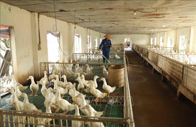 Nhân viên vệ sinh chuồng trại khu vực chăn nuôi. Ảnh: Vũ Sinh - TTXVN