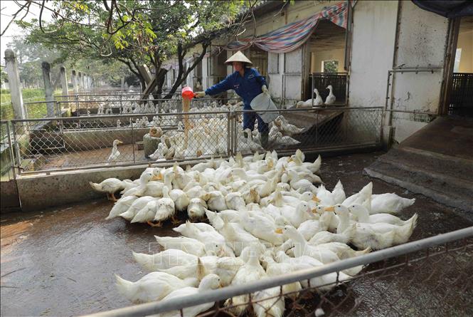 Chăm sóc đàn gia cầm sau khi đã hoàn tất công đoạn vệ sinh chuồng trại. Ảnh: Vũ Sinh - TTXVN