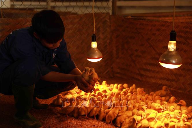 Nhân viên kiểm tra chất lượng đàn gia cầm giống hậu bị. Ảnh: Vũ Sinh - TTXVN