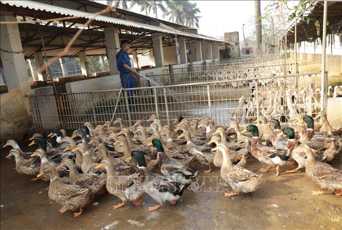 Nhân viên vệ sinh chuồng trại chăn nuôi đàn vịt Vân Đình đang cho sinh sản. Ảnh: Vũ Sinh - TTXVN