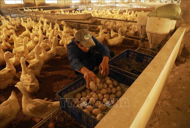 Nhân viên thu hoạch trứng gia cầm vào đầu giờ sáng hằng ngày. Ảnh: Vũ Sinh - TTXVN