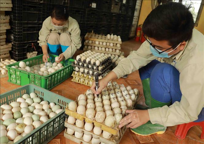 Lựa chọn những quả trứng đảm bảo đủ điều kiện để đưa vào máy ấp. Ảnh: Vũ Sinh - TTXVN