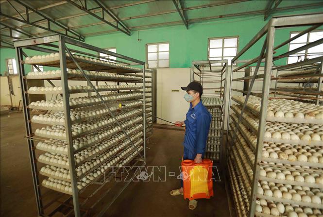 Phun khử khuẩn trứng trước khi cho vào máy ấp trứng gia cầm. Ảnh: Vũ Sinh - TTXVN