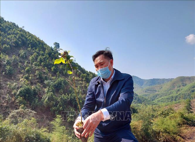Trong ảnh: Giống sở được tuyển chọn từ những hạt chất lượng sau đó ươm và ghép cành để cho hiệu quả kinh tế cao nhất. Ảnh: Thanh Vân - TTXVN