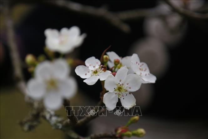 Trong ảnh: Hoa lê đã bắt đầu nở rộ đón khách du lịch đến thăm quan, trải nghiệm. Ảnh: Nam Sương - TTXVN