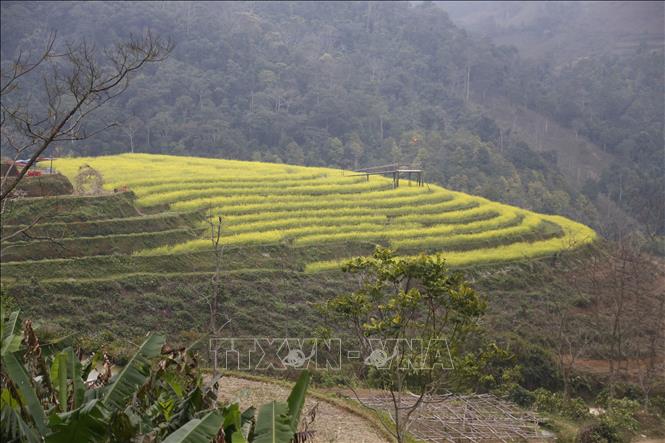 Trong ảnh: Người dân cùng nhau trồng hơn 1 ha ruộng bậc thang hoa cải vàng để đón khách du lịch tới thăm quan. Ảnh: Nam Sương - TTXVN