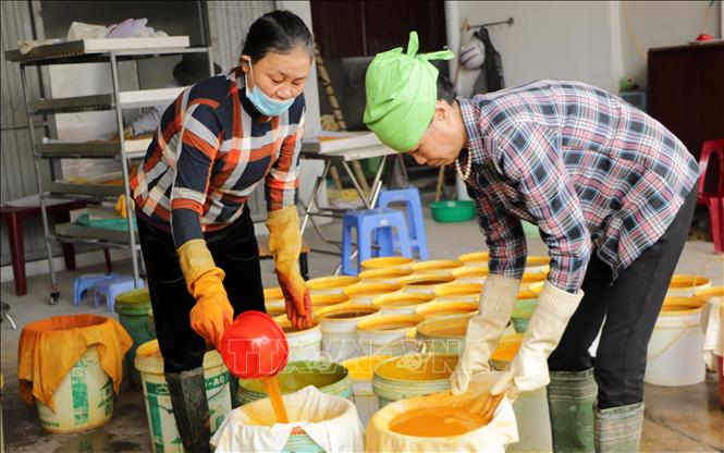Trong ảnh: Mô hình sản xuất tinh nghệ của bà Lê Thị Guốt từ nguồn vốn vay Hội Liên hiệp phụ nữ xã Tiên Thắng. Ảnh: Minh Thu - TTXVN