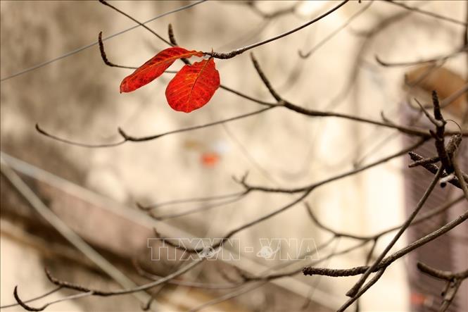Photo: Some red bang leaves (tropical almond) on Phan Chu Trinh street of Hanoi. VNA Photo: Phạm Hậu 