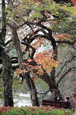 Photo: Budding leaves in red and green around Hanoi's Sword Lake. VNA Photo: Nhật Anh